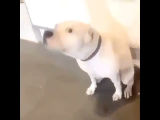 Dog dancing to donkey kong country (kongplete song)